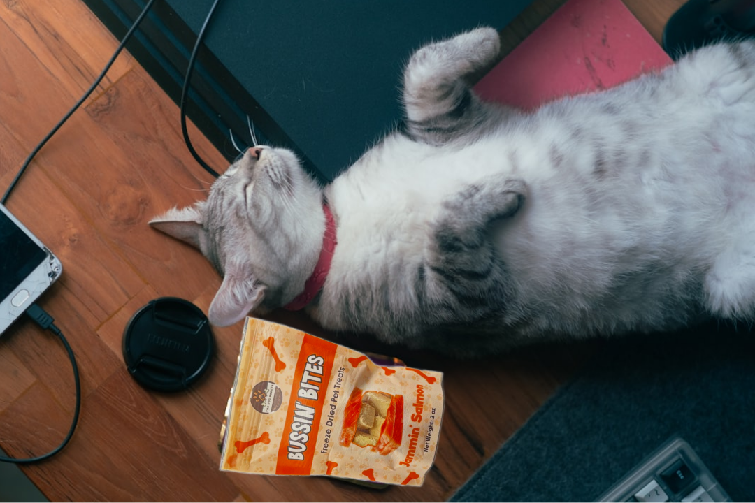 High protein natural dog training snacks from The Dog Bodega in a colorful box next to a relaxed cat