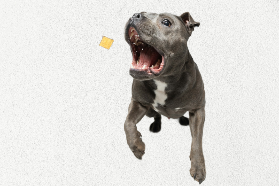 Excited dog jumping to catch high protein natural dog training snacks for tasty rewards