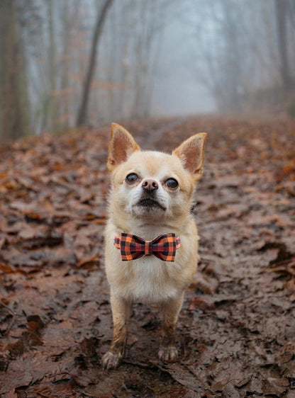 Dog Cat Collar Adjustable Small Medium Large 🦮