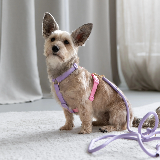 Lavender Pink Adjustable Dog Harness with Gold Hardware 5-Pt on a small dog with a matching lavender rope leash.