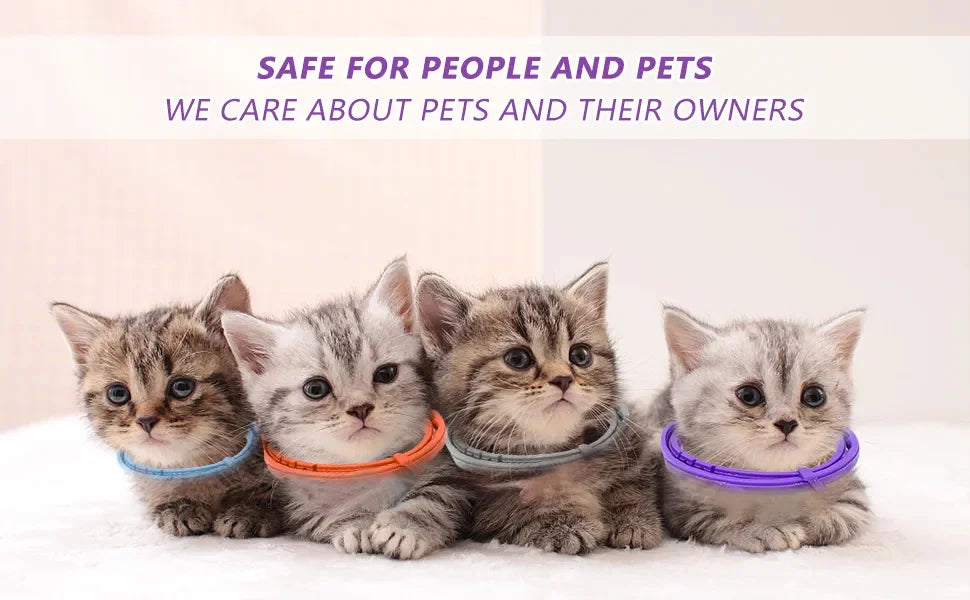 Four kittens wearing colorful collars promoting stress relief pet collar for anxiety reduction