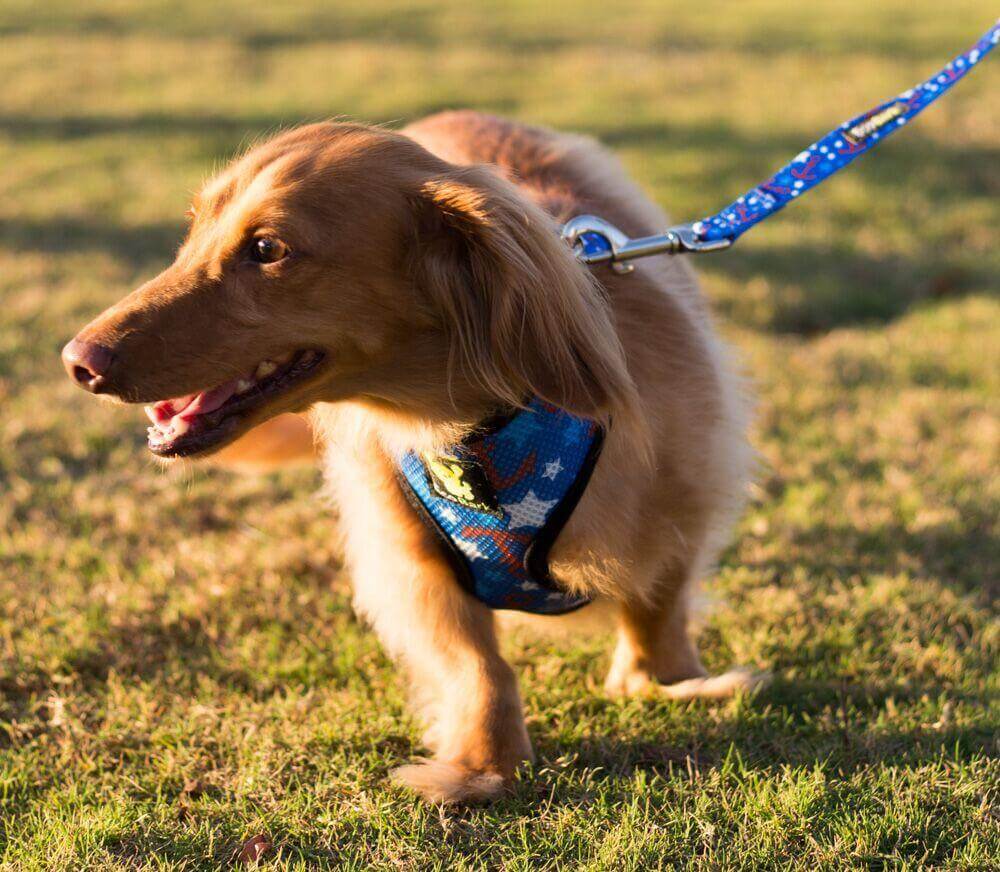 Dog Leash EcoBark Nautical Leash-Padded Comfort Grip Leash - gallery product image for dog leash