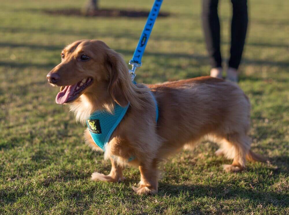 Dog Leash EcoBark Sky Blue Leash- Padded Comfort Grip Padded - gallery product image for dog leash