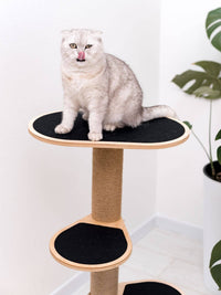 Cat Climbing Tower