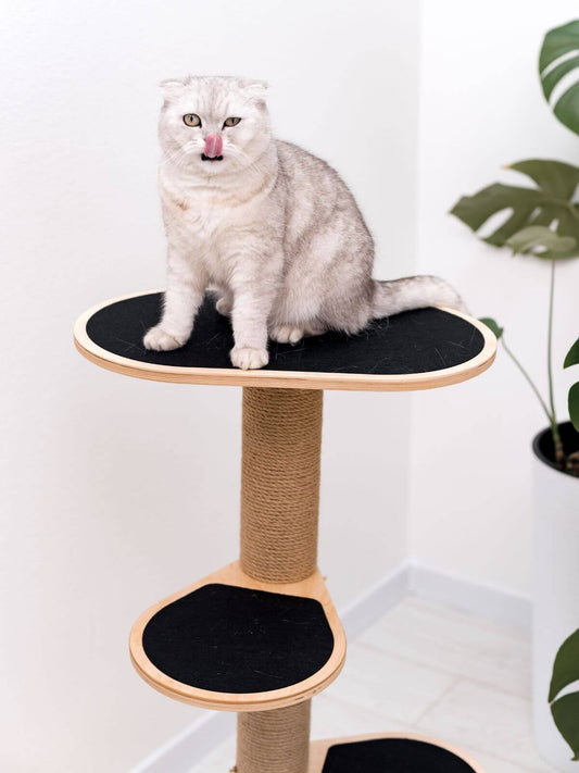 Cat Climbing Tower