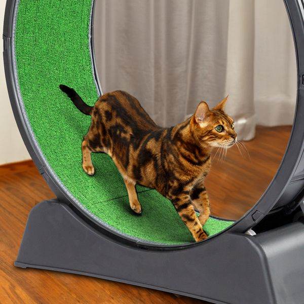 Purrfect Pet Kingdom Cat Treadmill Wheel for Active Cats Purrfect Pet Kingdom