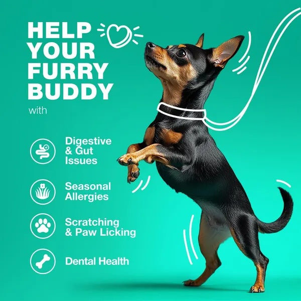 Dog Probiotic Chews - Digestive Enzymes for Gut & Immunity