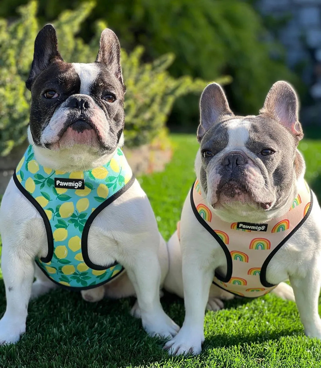 Chasing Rainbows Reversible Harness by Purrfect Pet Kingdom in vibrant colors, available in XS, S, and M sizes for pets.
