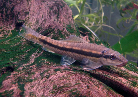 Chinese Algae Eater (Gyrinocheilus aymonieri)