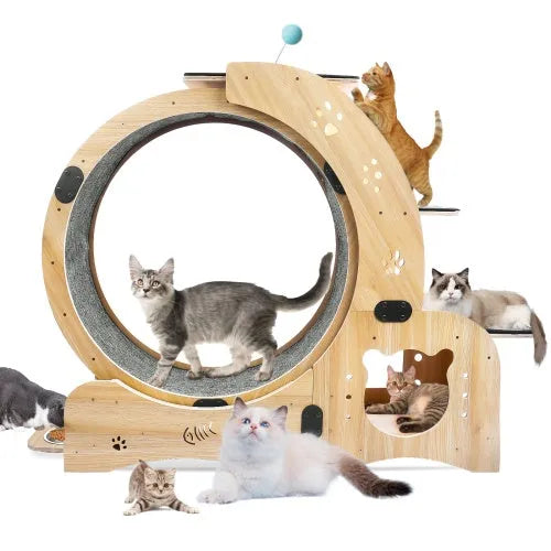 CJ Dropshipping - Cat Wheel 6-in-1 Cat Fitness Wheel - Steps & Ramps