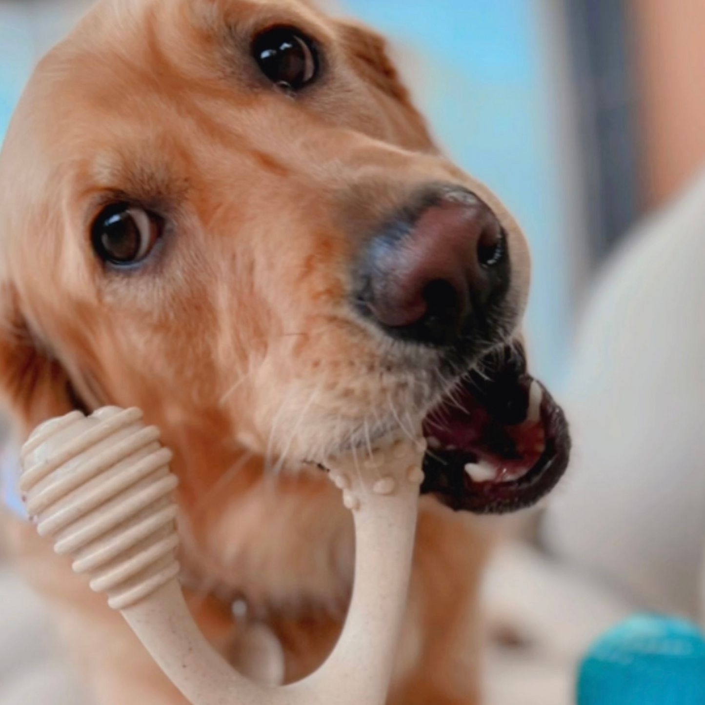 The Better Bone Natural Dog Bone BetterBone CLASSIC - All Natural, Non-Toxic, Safer on Teeth, Soft, Puppy, Dog Chew-NYLON FREE