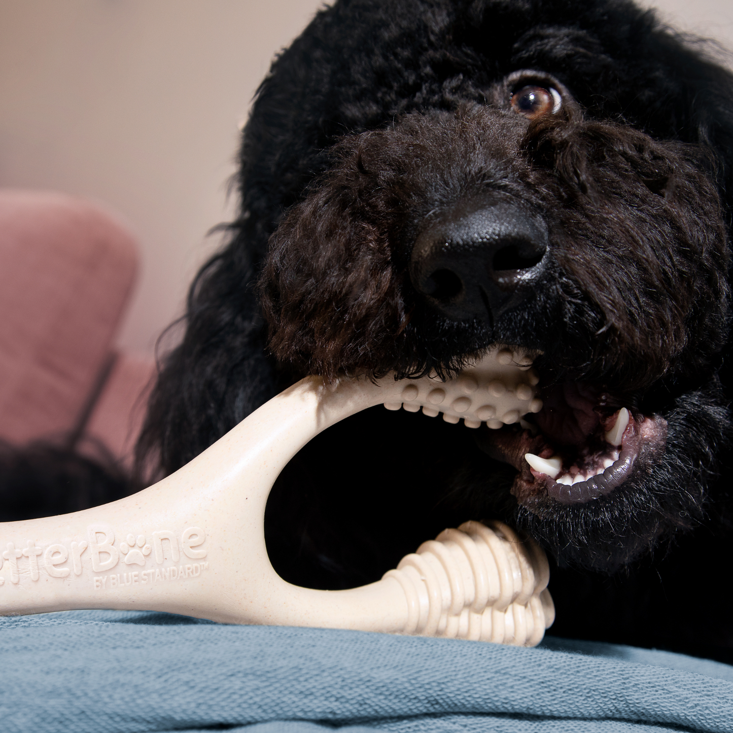 The Better Bone Natural Dog Bone BetterBone CLASSIC - All Natural, Non-Toxic, Safer on Teeth, Soft, Puppy, Dog Chew-NYLON FREE