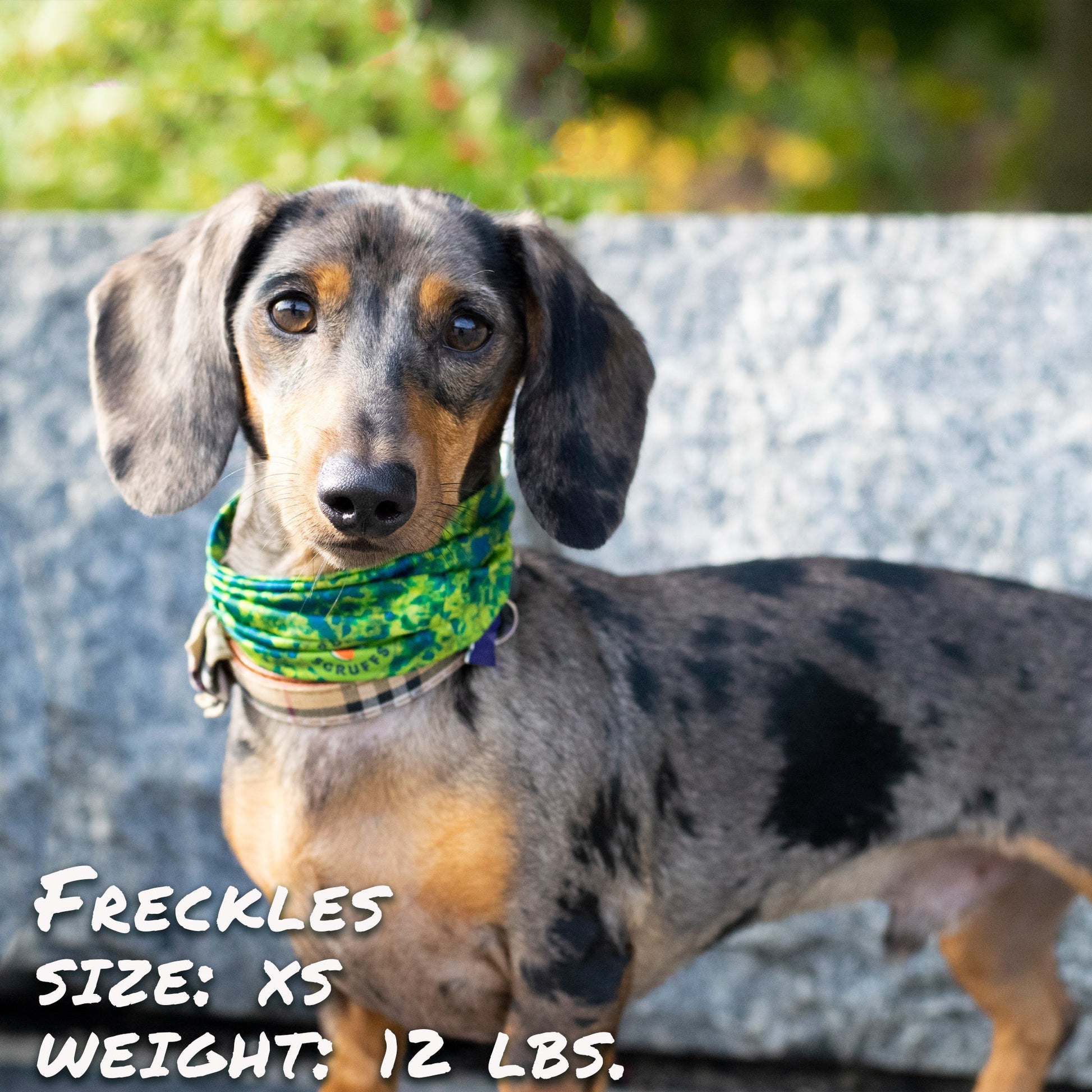 Freckles wearing a comfortable bandana for big dogs in vibrant green, perfect for stylish outings