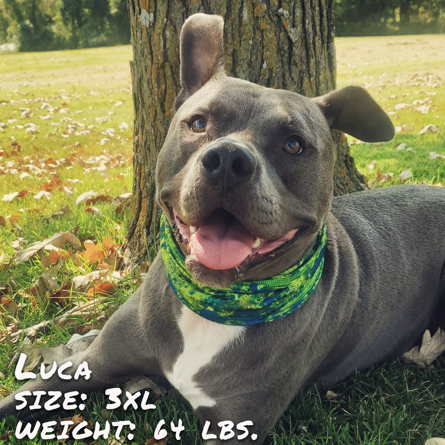 Tail Chasers comfortable bandana for big dogs in vibrant design on a happy dog lying outdoors