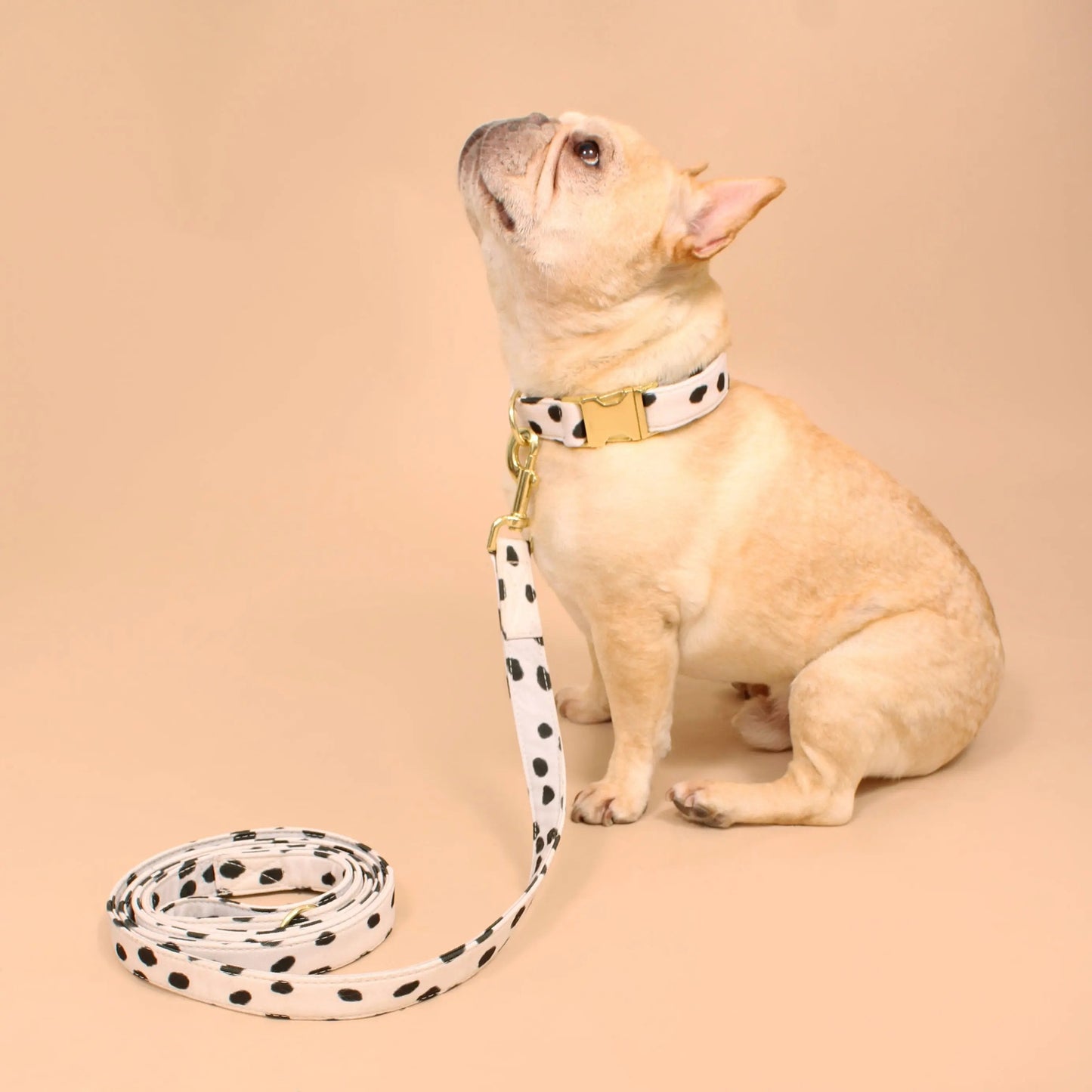 Cute dog leash with polka dots paired with a matching collar on a French Bulldog
