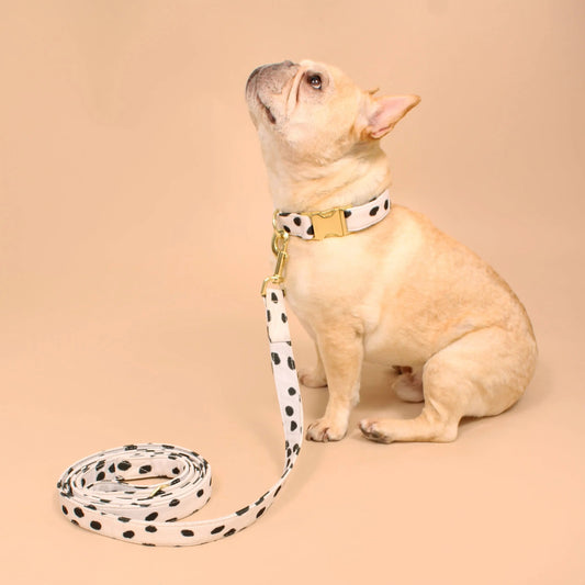Cute dog leash with polka dots paired with a matching collar on a French Bulldog