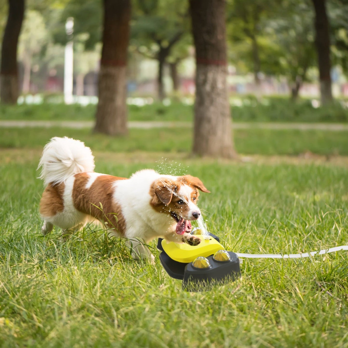 Dog Water Fountain Outdoor Step-On Activated With Shower Balls