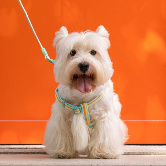 Retro Record Hand Holding Rope Small And Medium-sized Dogs