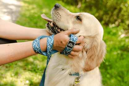Designer blue dog leash for large dogs by Purrfect Pet Kingdom held by person with golden retriever
