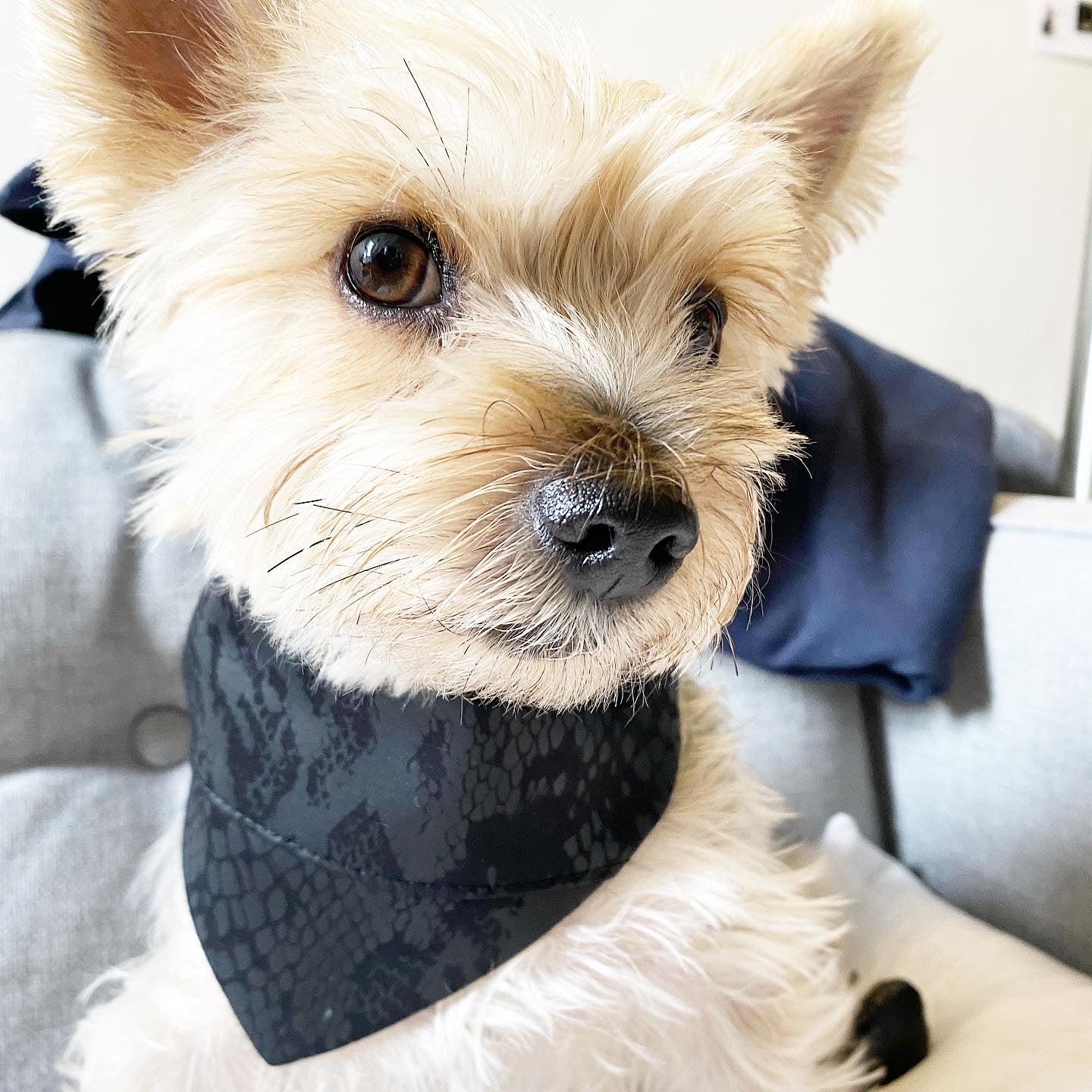 BESPOKE PAWS designer cat bandana accessory in black on a cute dog, perfect for stylish pets