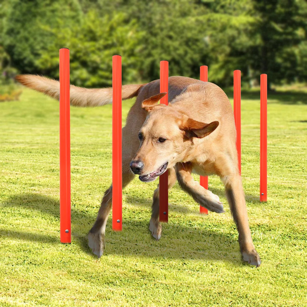 dsers Dog Agility Training Set with Adjustable Obstacles - pet exercise equip - THRIXINE