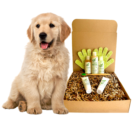 ReNewedPet dog grooming kit for home featuring pet shampoo, conditioner, and grooming gloves with a golden retriever