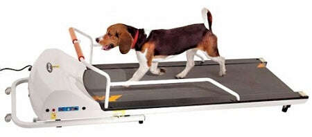 GoPet Dog Treadmill designed for indoor exercise, featuring a sturdy frame and adjustable speed settings