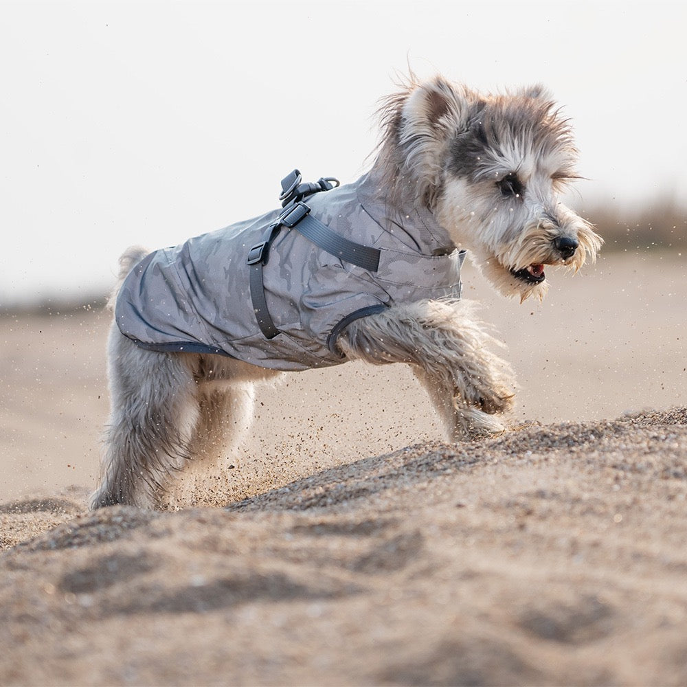 Small dog wearing a dog waterproof reflective jacket while playing on the beach
