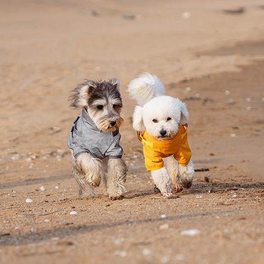 Two dogs wearing dog waterproof reflective jackets running on the beach in sunny weather