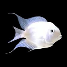 Platinum Polar Parrotfish 1.5"-2"