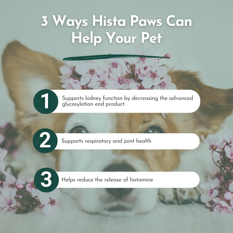 Hista Paws vitamins for dogs and cats by Dr. Ruth Roberts, 49.99, featuring a vibrant label with pet-friendly graphics.