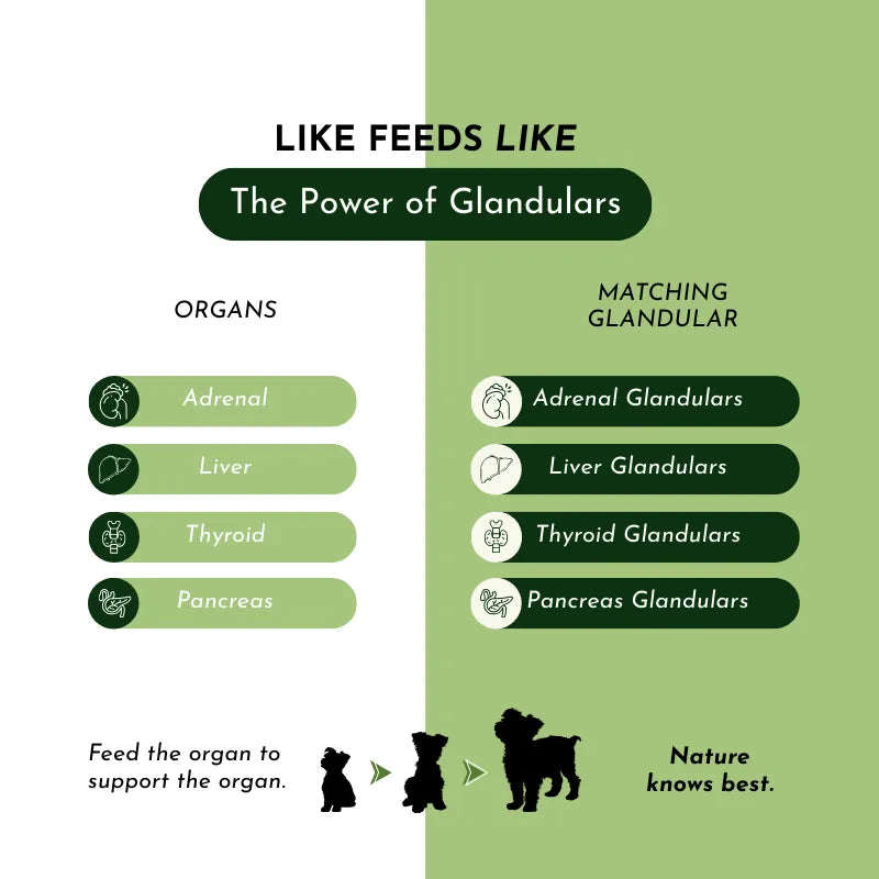 Dr. Ruth Roberts - Holistic Total Body Support – Multivitamin & Glandular Support for Dogs and Cats - Vitamins & Supplements