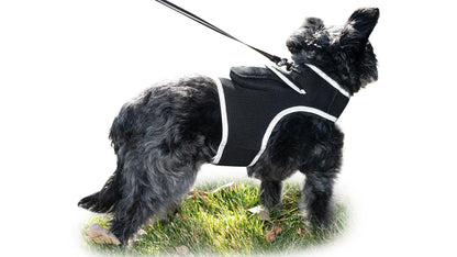 Keep Pet Safe with Pet Tracker GPS Dog Collar Tracking Device + Phone App Size:M