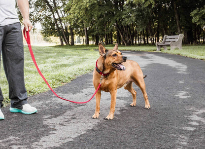 Purrfect Pet Kingdom Adjustable Mesh Dog Leash Purrfect Pet Kingdom