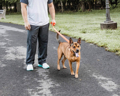 Purrfect Pet Kingdom Adjustable Mesh Dog Leash Purrfect Pet Kingdom