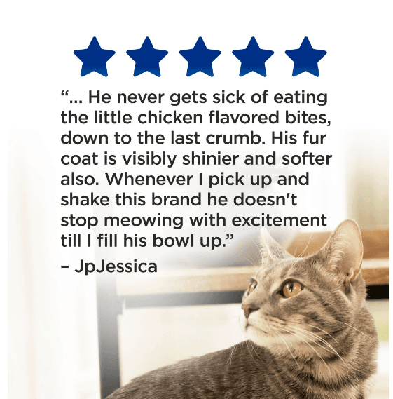 Purina Cat Chow Complete, Dry Cat Food, Chicken, 20 lb Bag Purrfect Pet Kingdom 