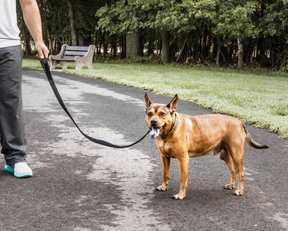 Purrfect Pet Kingdom Adjustable Mesh Dog Leash Purrfect Pet Kingdom