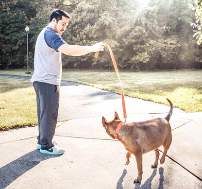 Purrfect Pet Kingdom Adjustable Mesh Dog Leash Purrfect Pet Kingdom