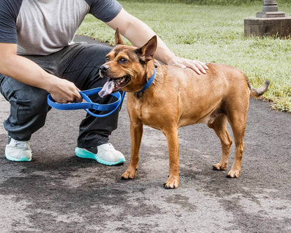 Purrfect Pet Kingdom Adjustable Mesh Dog Leash Purrfect Pet Kingdom