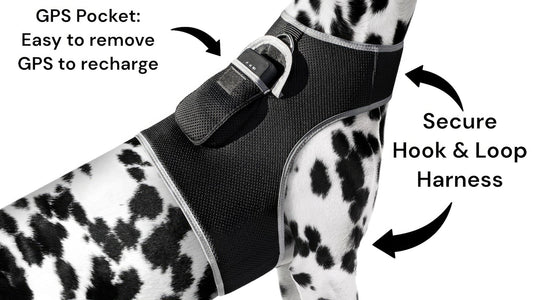 Purrfect Pet Kingdom Real-Time GPS Dog Locator Harness Purrfect Pet Kingdom