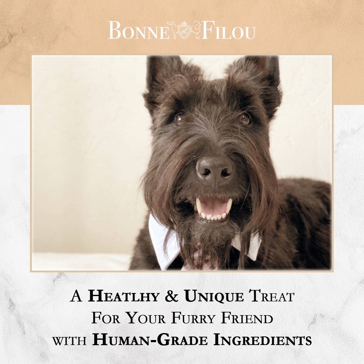 Dog Macarons - Count of 6 (Dog Treats | Dog Gifts) - Special - Berry Charmz