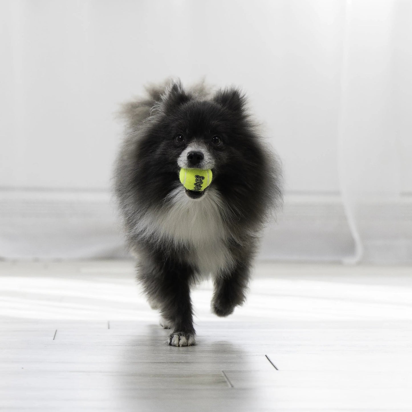 KONG ® Squeakair® Balls Dog Toy, XS, 3-Pack