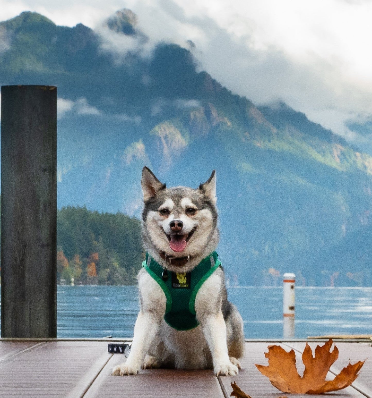 Dog Harness EcoBark Step In Harness XXXS to Small Breeds- - gallery product image for dog harness