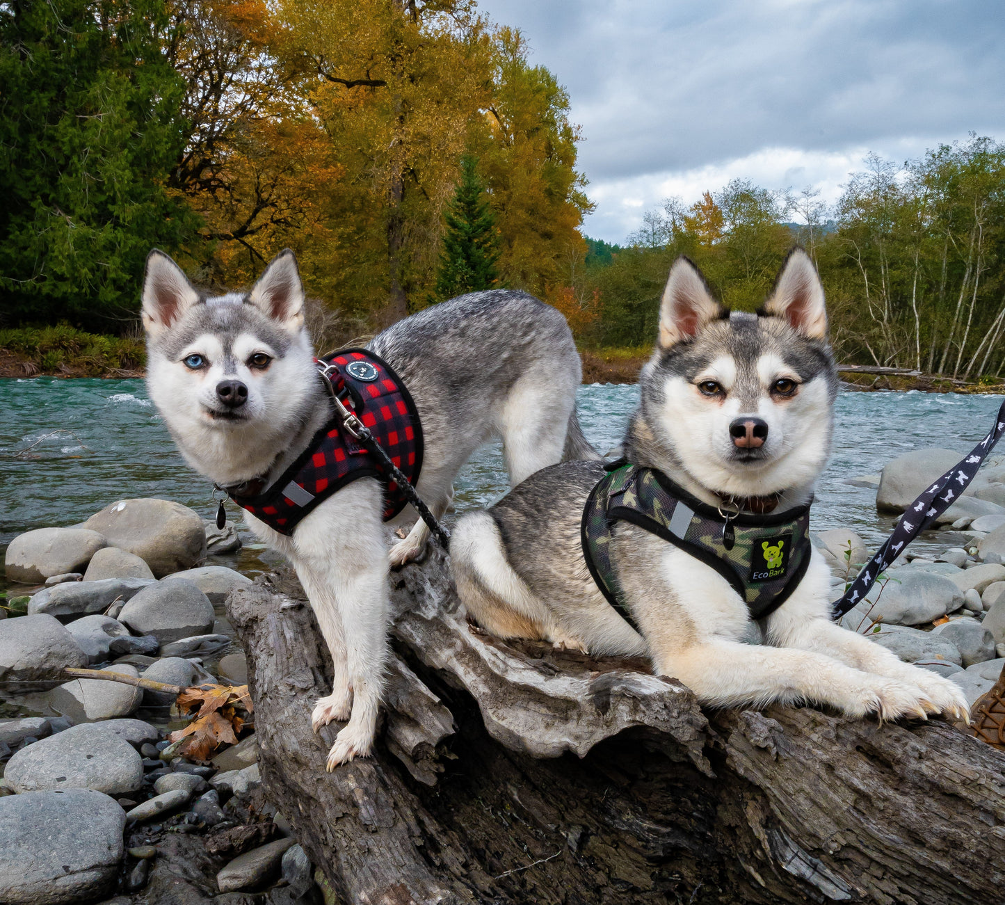 Dog Harness EcoBark Step In Harness XXXS to Small Breeds- - gallery product image for dog harness