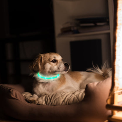USB Rechargeable LED Dog Collar Multi-Color Lighting Dog