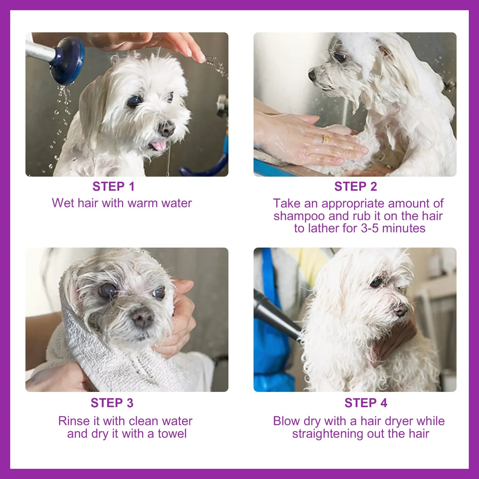Steps to use pet stain remover shampoo for dogs with a Maltese being bathed and dried
