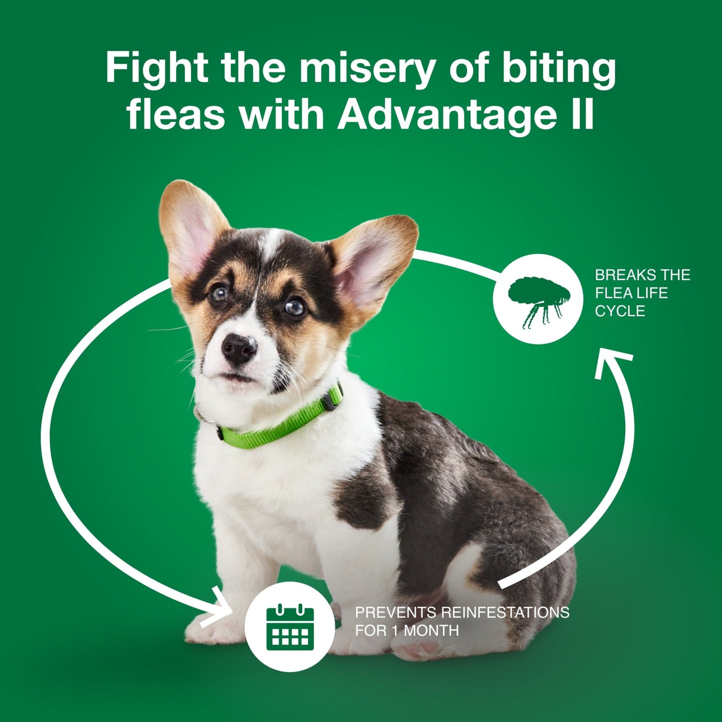 Advantage II Flea Treatment for Dogs, 6 pack, for best dog flea control and preventing re-infestations