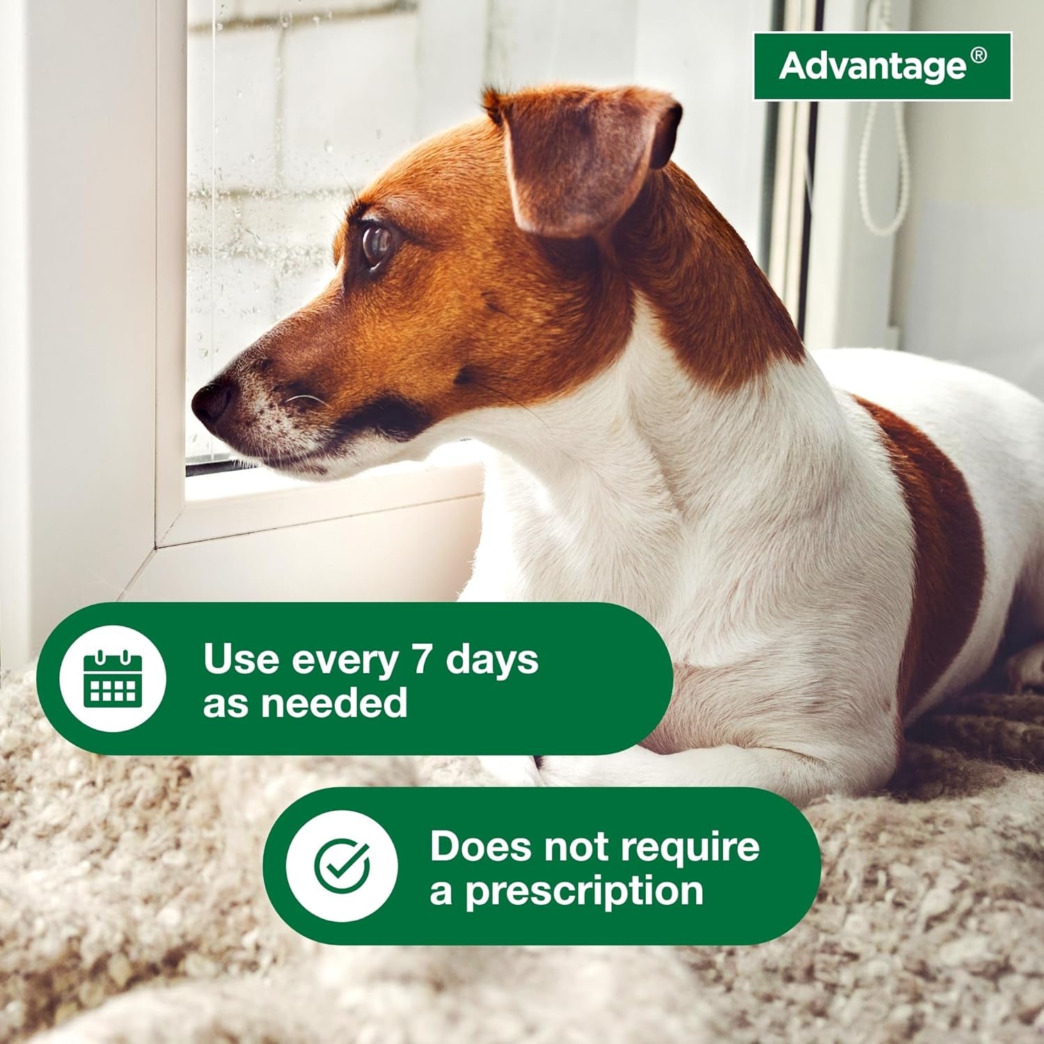 Purrfect Pet Kingdom Advantage Flea & Tick Shampoo for adult dogs without prescription, ideal for regular use