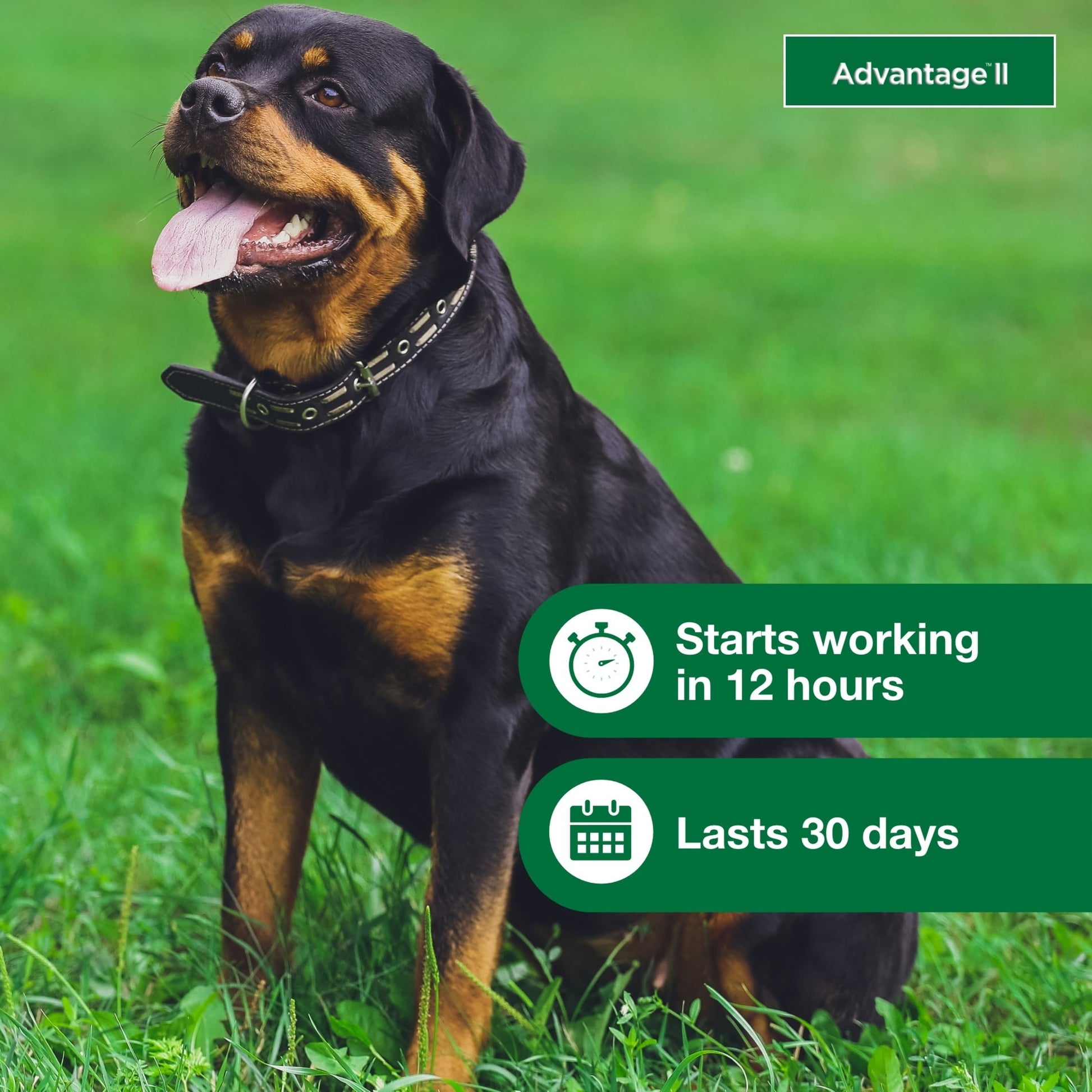 Advantage II Flea and Tick Medication for dogs 55 lbs and up, effective within 12 hours and lasting 30 days