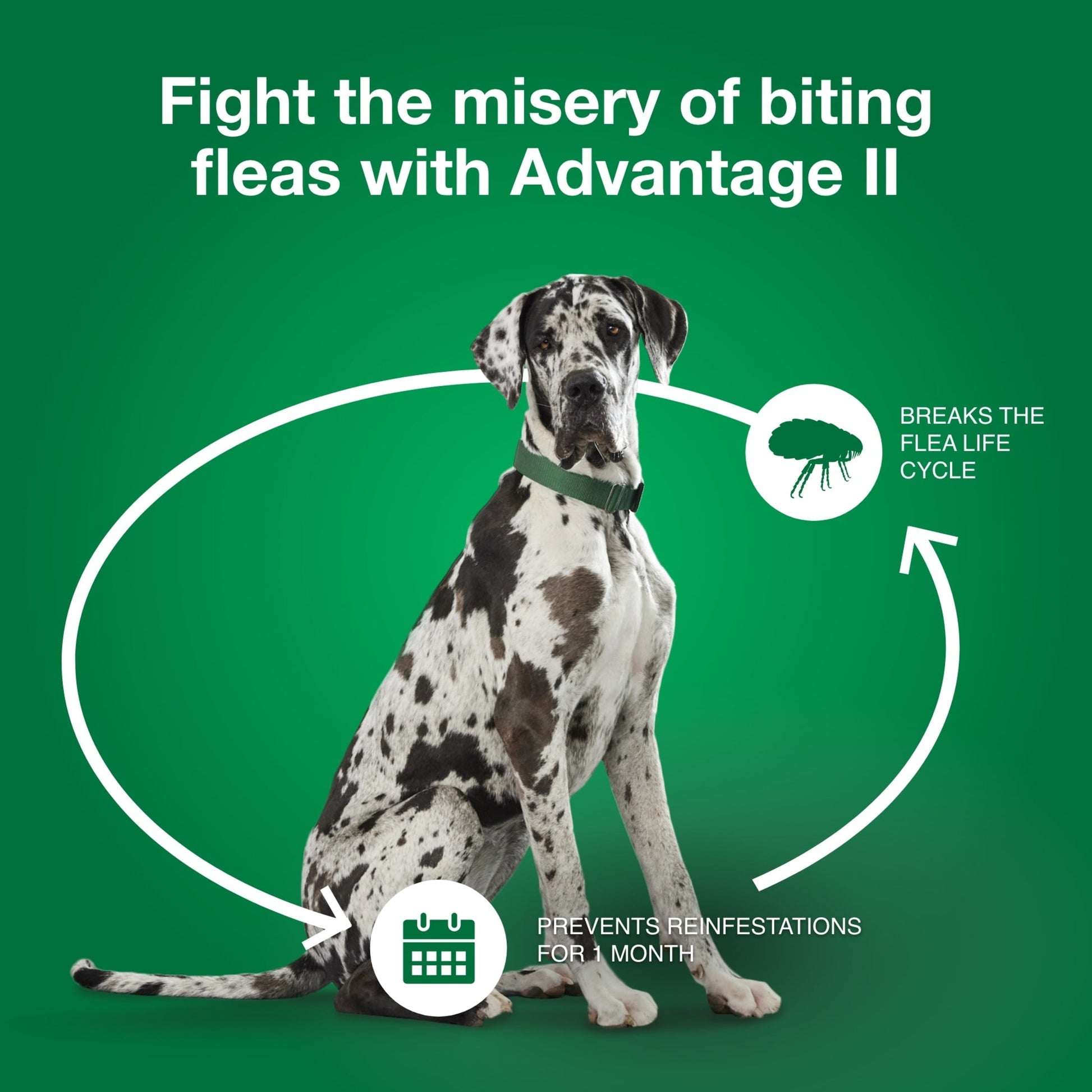Advantage II waterproof flea medicine extra large dog on a Great Dane preventing flea infestations